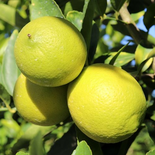 Citrus latifolia Lime 'Tahitian'