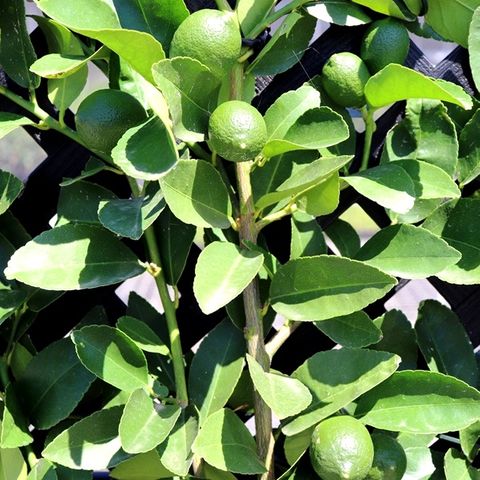 Citrus latifolia Lime 'Tahitian'