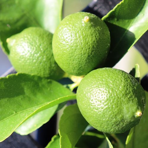 Citrus latifolia Lime 'Tahitian' Trellis