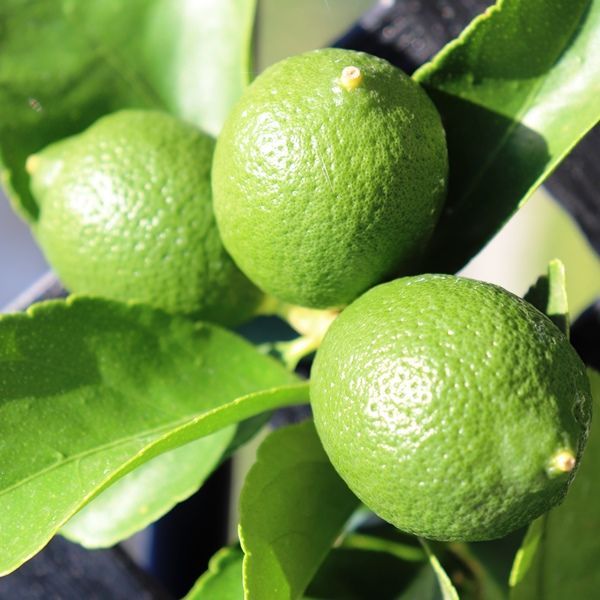 Citrus latifolia Lime 'Tahitian' Trellis Warners Nurseries