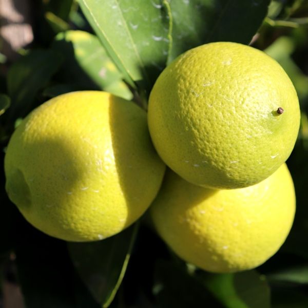 Citrus latifolia Lime 'Tahitian' Trellis