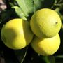 Citrus latifolia Lime 'Tahitian' Trellis