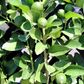 Citrus latifolia Lime 'Tahitian' Trellis