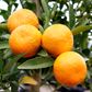 Citrus reticulata Mandarin 'Emperor'