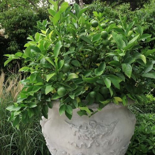 Citrus x meyeri 'Lemonicious' pbr