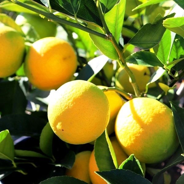 Citrus x meyeri 'Lemonicious' pbr