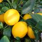 Citrus x meyeri 'Lemonicious' pbr