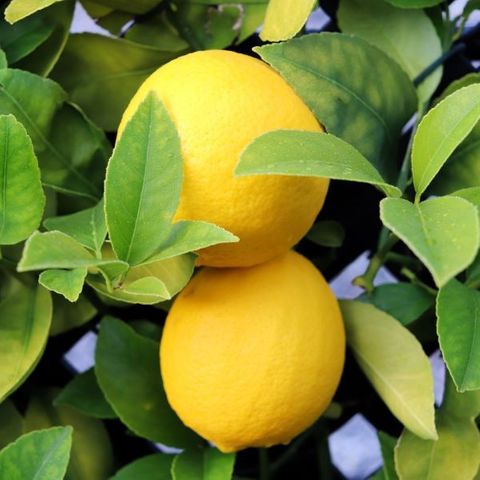 Citrus x meyeri 'Lemonicious' pbr Trellis