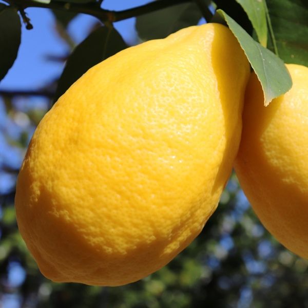 LIMONE MEYER Citrus x meyeri (innestato su poncirus) « Floricoltura Lari