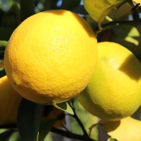Citrus x meyeri Lemon 'Meyer'