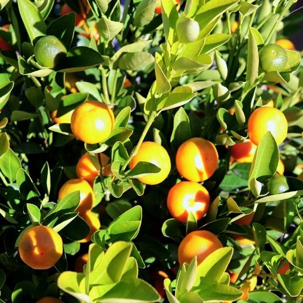 Citrus x microcarpa Cumquat Courtyard