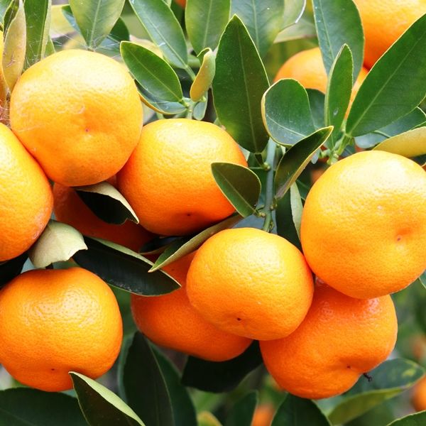 Citrus x microcarpa Cumquat 'Calamondin'