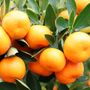 Citrus x microcarpa Cumquat 'Calamondin'