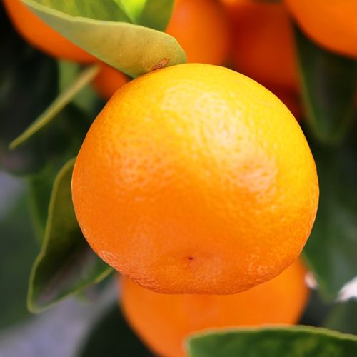 Citrus x microcarpa Cumquat 'Calamondin'