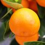 Citrus x microcarpa Cumquat 'Calamondin'