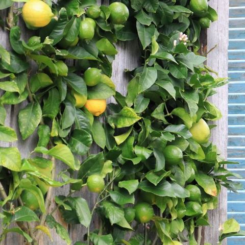 Citrus x limon Lemon 'Eureka' Trellis