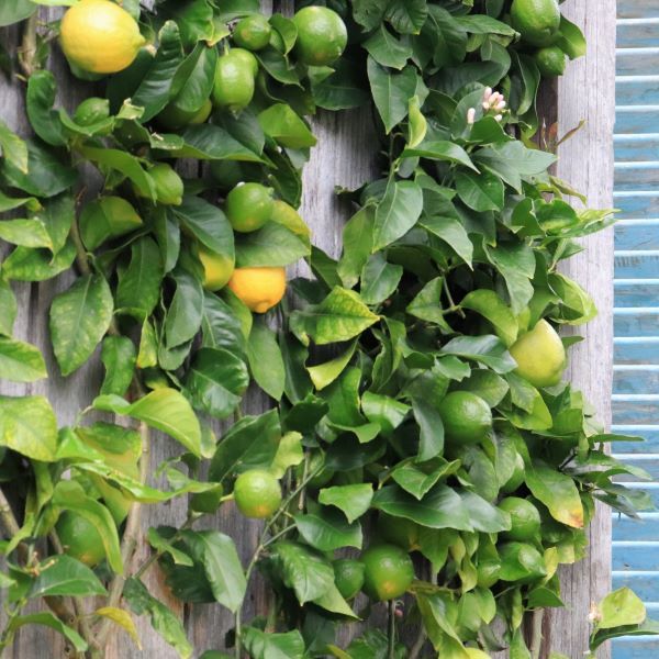 Citrus x limon Lemon 'Eureka' Trellis