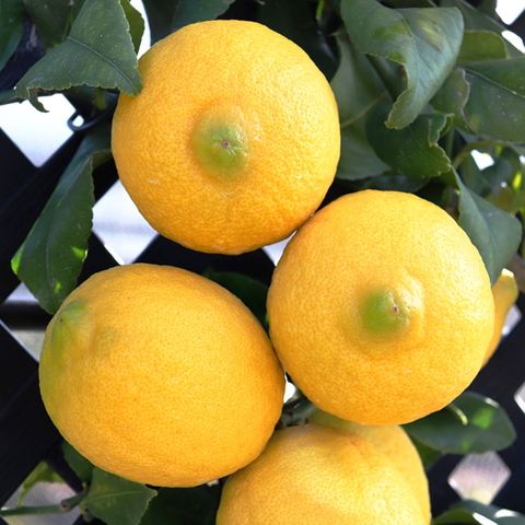 Citrus x limon Lemon 'Eureka' Trellis