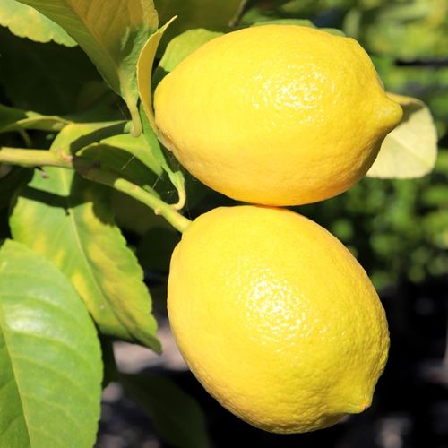 Citrus x limon Lemon 'Eureka'