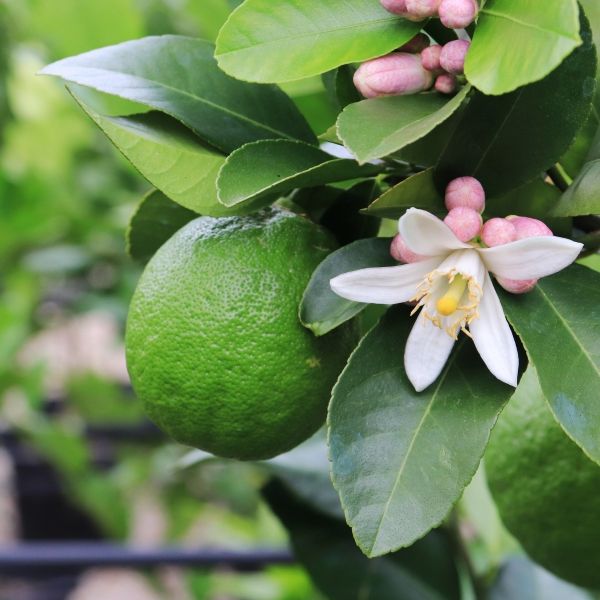 Citrus x limon Lemon 'Lemonade'