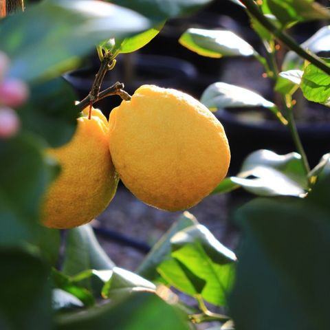 Citrus x limon Lemon 'Lemonade'