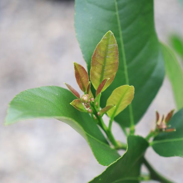 Citrus x limon Lemon 'Lemonade'