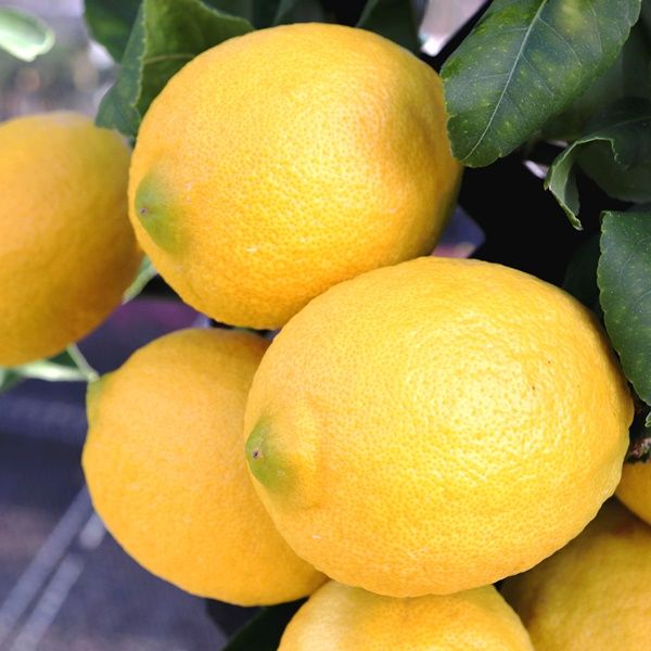 Citrus x limon Lemon 'Lisbon'