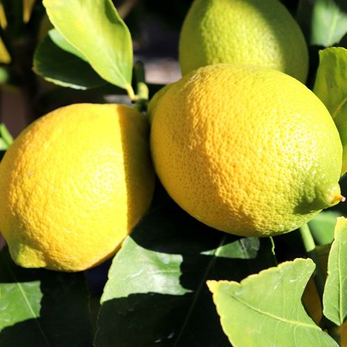 Citrus x limon Lemon 'Lisbon'