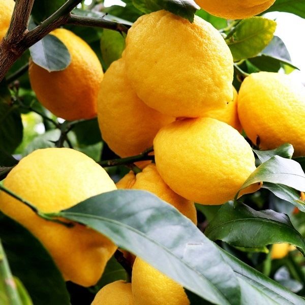 Citrus x limon Lemon 'Lisbon'