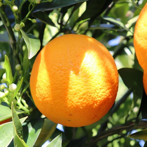 Citrus x sinensis Orange 'Cara Cara Navel'