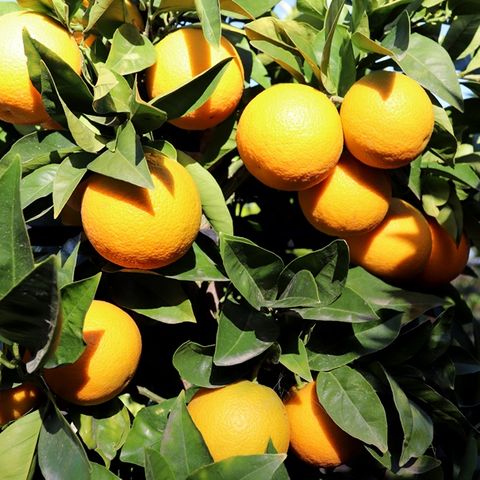 Citrus x sinensis Orange 'Blood'
