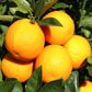 Citrus x sinensis Orange 'Mediterranean Sweet'