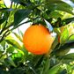 Citrus x sinensis Orange 'Mediterranean Sweet'
