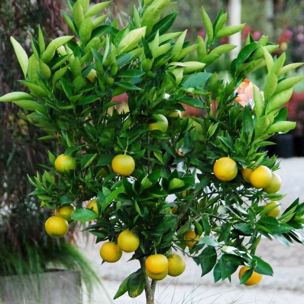 Citrus x sinensis Orange 'Mediterranean Sweet'