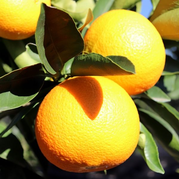 Citrus x sinensis Orange 'Washington Navel'