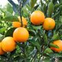 Citrus x sinensis Orange 'Washington Navel'