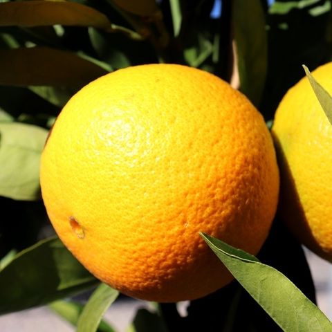 Citrus x sinensis Orange 'Washington Navel'