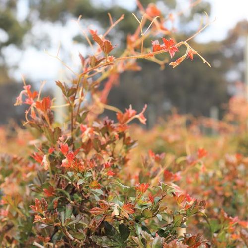 Cissus striata