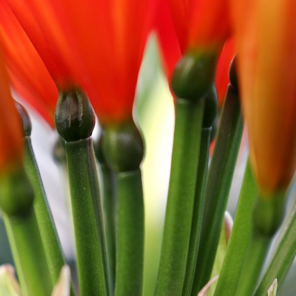 Clivia miniata 'Belgian Hybrid'