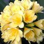 Clivia miniata 'Shademaster' Yellow