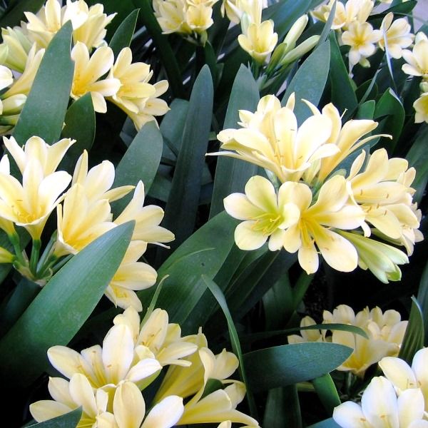 Clivia miniata 'Shademaster' Yellow Warners Nurseries