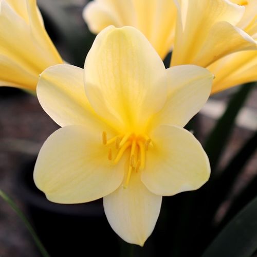 Clivia miniata 'Shademaster' Yellow