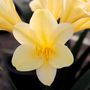 Clivia miniata 'Shademaster' Yellow