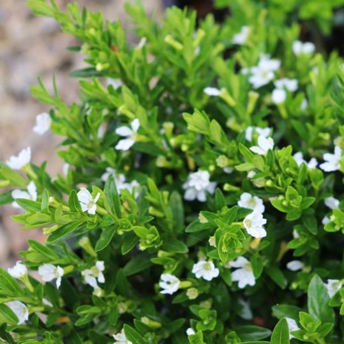 Cuphea hyssopifolia White