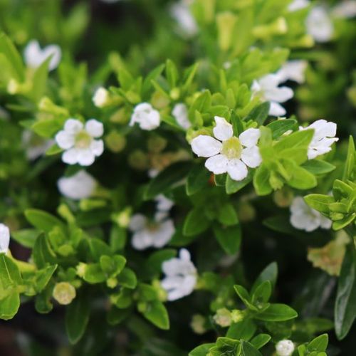 Cuphea hyssopifolia White