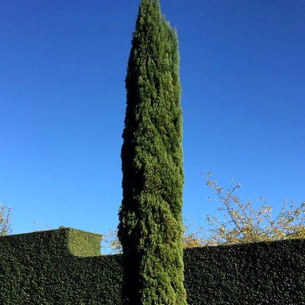 Cupressus sempervirens 'Glauca'