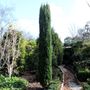 Cupressus sempervirens 'Glauca'