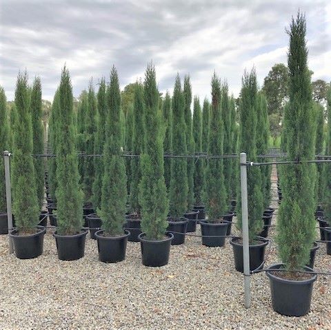 Cupressus sempervirens 'Glauca'