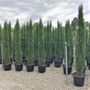 Cupressus sempervirens 'Glauca'