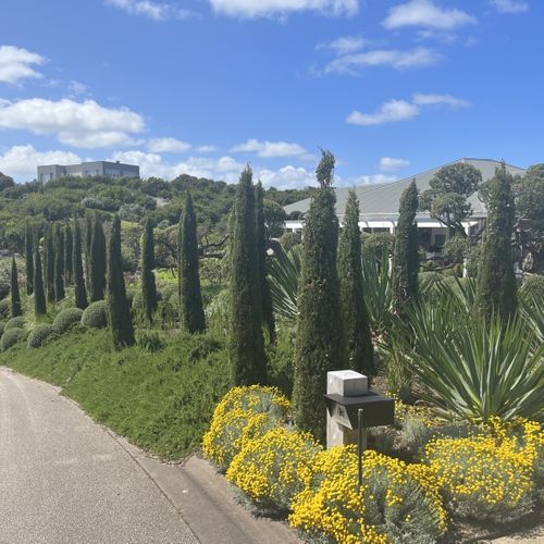 Cupressus sempervirens 'Glauca'